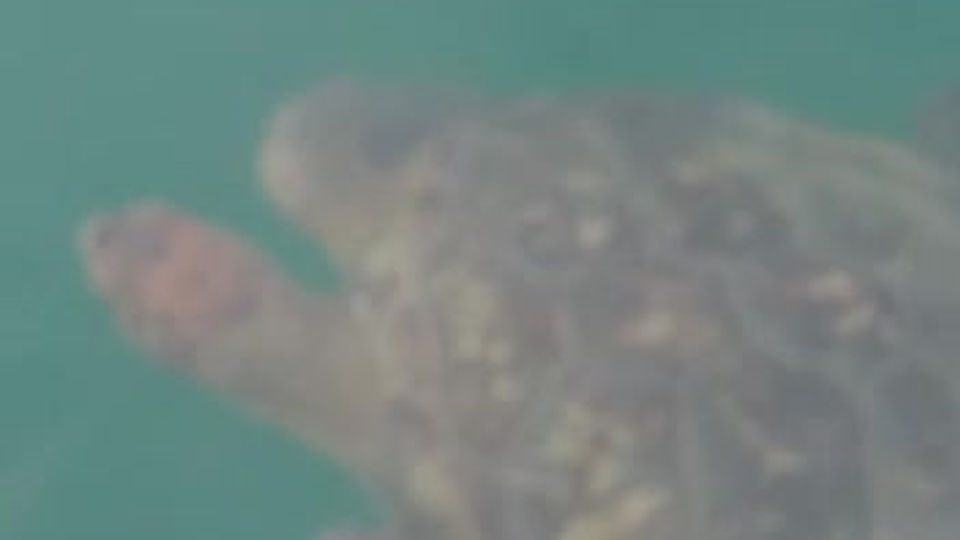 Você verá tartarugas, golfinhos e estrela do mar.